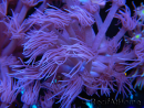 WYSIWYG Goniopora Unicorn's Main 19D5