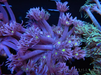 WYSIWYG Goniopora Yellow Mouth 19E1