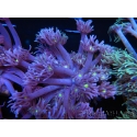 WYSIWYG Goniopora Yellow Mouth 19E1