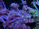 WYSIWYG Goniopora Yellow Mouth 19E1