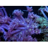 WYSIWYG Goniopora Yellow Mouth 19E1