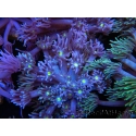 WYSIWYG Goniopora Yellow Mouth 19E2