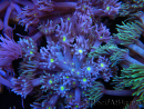 WYSIWYG Goniopora Yellow Mouth 19E2