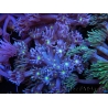 WYSIWYG Goniopora Yellow Mouth 19E2