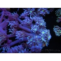 WYSIWYG Goniopora Yellow Mouth 19E3