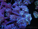 WYSIWYG Goniopora Yellow Mouth 19E3