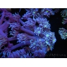 WYSIWYG Goniopora Yellow Mouth 19E3