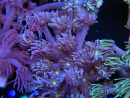 WYSIWYG Goniopora Yellow Mouth 19E4