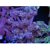 WYSIWYG Goniopora Yellow Mouth 19E4