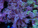 WYSIWYG Goniopora Yellow Mouth 19E5