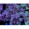 WYSIWYG Goniopora Yellow Mouth 19E5
