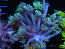 WYSIWYG Goniopora Yellow Tentacle 19F1