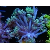 WYSIWYG Goniopora Yellow Tentacle 19F1
