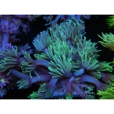 WYSIWYG Goniopora Yellow Tentacle 19F2