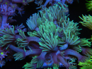 WYSIWYG Goniopora Yellow Tentacle 19F2