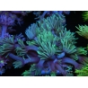 WYSIWYG Goniopora Yellow Tentacle 19F2