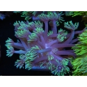 WYSIWYG Goniopora Yellow Tentacle 19F3