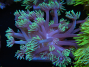 WYSIWYG Goniopora Yellow Tentacle 19F3