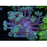WYSIWYG Goniopora Yellow Tentacle 19F3