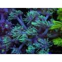 WYSIWYG Goniopora Yellow Tentacle 19F4
