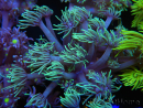 WYSIWYG Goniopora Yellow Tentacle 19F4