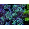 WYSIWYG Goniopora Yellow Tentacle 19F4
