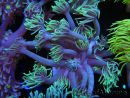 WYSIWYG Goniopora Yellow Tentacle 19F5