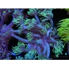WYSIWYG Goniopora Yellow Tentacle 19F5