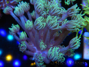 WYSIWYG Goniopora Yellow Tentacle 19F6