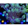 WYSIWYG Goniopora Yellow Tentacle 19F6