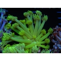 WYSIWYG Goniopora Neon Stabilo 19G1