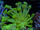 WYSIWYG Goniopora Neon Stabilo 19G1