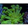 WYSIWYG Goniopora Neon Stabilo 19G1