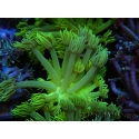 WYSIWYG Goniopora Neon Stabilo 19G2