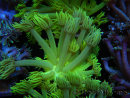 WYSIWYG Goniopora Neon Stabilo 19G2