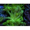 WYSIWYG Goniopora Neon Stabilo 19G2