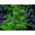 WYSIWYG Goniopora Yellow Spotted 19G3
