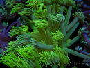 WYSIWYG Goniopora Yellow Spotted 19G3
