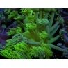 WYSIWYG Goniopora Yellow Spotted 19G3