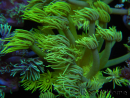 WYSIWYG Goniopora Yellow Spotted 19G4