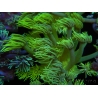 WYSIWYG Goniopora Yellow Spotted 19G4
