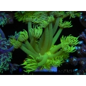 WYSIWYG Goniopora Yellow Spotted 19G5