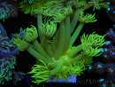 WYSIWYG Goniopora Yellow Spotted 19G5