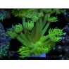 WYSIWYG Goniopora Yellow Spotted 19G5