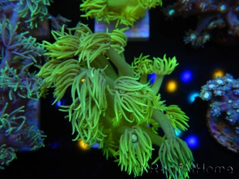 WYSIWYG Goniopora Yellow Spotted 19G6