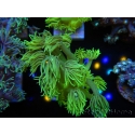 WYSIWYG Goniopora Yellow Spotted 19G6