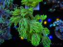 WYSIWYG Goniopora Yellow Spotted 19G6
