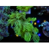 WYSIWYG Goniopora Yellow Spotted 19G6