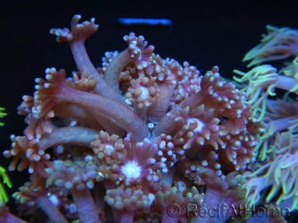 WYSIWYG Goniopora sp 19H1