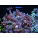 WYSIWYG Goniopora sp 19H1